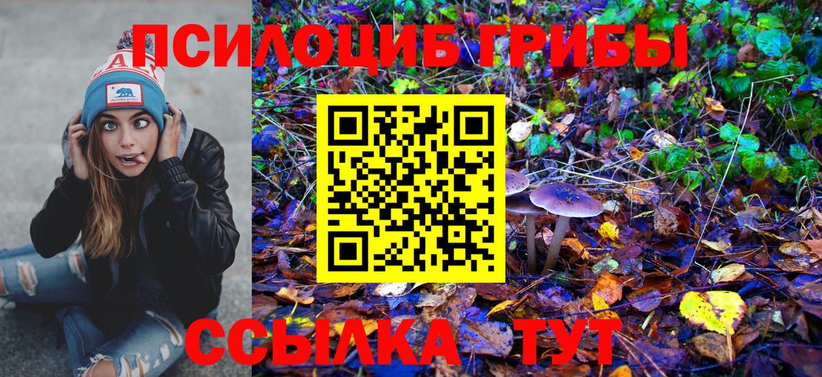 Псилоцибиновые грибы Cubensis Будённовск