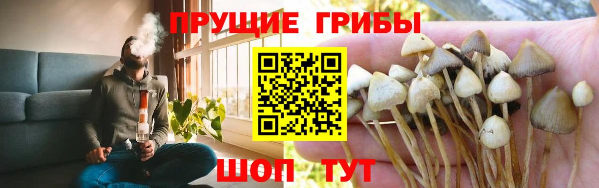 Галлюциногенные грибы прущие грибы  Вход с VPN  Будённовск  Псилоцибиновые грибы Psilocybe 